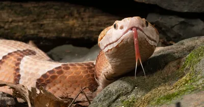 Ученые обнаружили белок-противоядие от яда гремучей змеи - Газета.Ru |  Новости