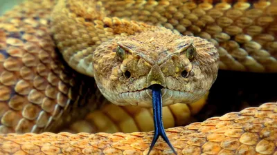 Опасны ли змеи на берегах Джейранбатанского водохранилища
