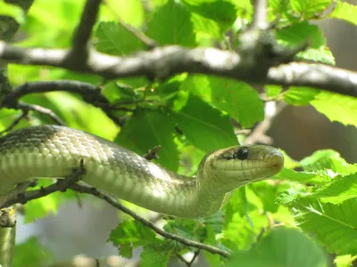 Начался сезон укусов змей и скорпионов — израильтянам дали важные указания  - новости Израиля и мира