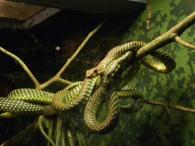 Крупнейший клубок змей в мире