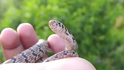Опасны ли змеи на берегах Джейранбатанского водохранилища