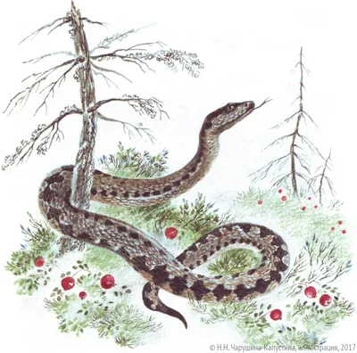 В Индии ученые случайно открыли новый вид змей благодаря фото в Instagram —  УНИАН
