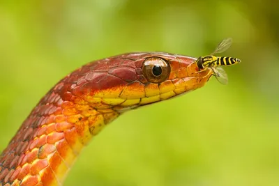 Фото восхитительных змей | Пикабу