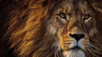 Знак зодиака лев» — создано в Шедевруме