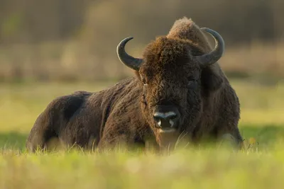 Чем отличается зубр от американского бизона? | Кафедра зоологии | Дзен