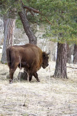 В Кобрине установили новый арт-объект в виде зубра. 10 интересных фактов о  диком быке