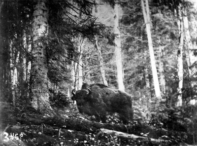 Большой Мужской Европейский Портрет Зубра — стоковые фотографии и другие  картинки Европейский зубр - Европейский зубр, Румыния, Беловежа - iStock