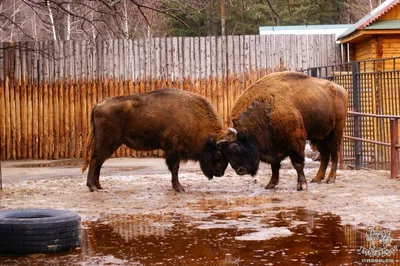 Кавказский зубр (Bison bonasus caucasicus)