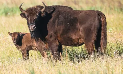 Зубр (Bison bonasus) — Зоопарк «Лимпопо» г. Нижний Новгород – Нижегородский  зоопарк