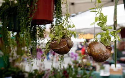 DIY cement planters - YouTube