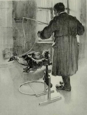 Чехов. Каштанка [рисунки Кардовского], 1934 год.