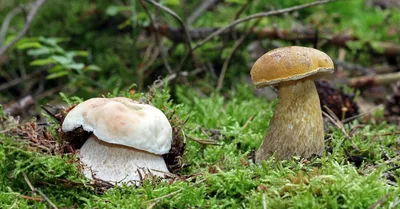 Вкусный или опасный? Ядовитые трубчатые грибы, которые растут у нас |  Полезно (Огород.ru)