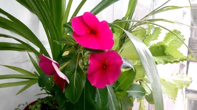 Катарантус: какие сорта этого растения лучше всего подходят для тенистых мест в доме и как их вырастить