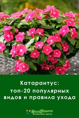 Картинка Катарантуса: простой способ добавить зелени в ваш дом