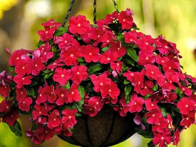 Картинка Катарантуса: простое и красивое растение для вашего дома