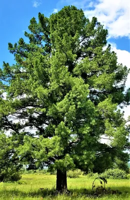 КЕДР СИБИРСКИЙ (PINUS SIBIRICA) — НКО \"NORD-NUC\"