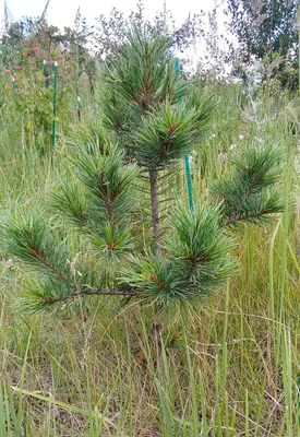 Кедр сибирский (Pinus sibirica) - цены, фото и описание | Купить саженцы  для посадки с доставкой почтой в питомнике ДивоСад-СПб