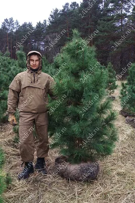 Кедр — Алтайский биосферный заповедник