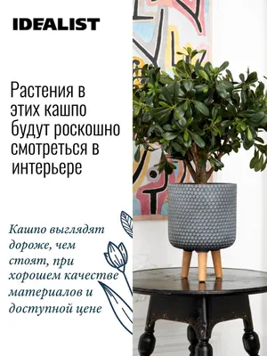 Изображение Кентии: какие растения лучше всего подходят для создания бонсай