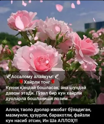 Pin by Максуда Каримова on Хайрли тонг | Plants, Garden, Rose