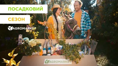 Фото Хамеропса: как сделать из него декоративную композицию
