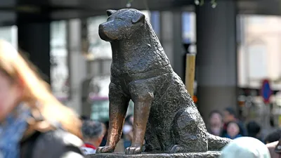 Реальная история верного пса Хатико: Ждал хозяина на станции девять лет, а  его лай транслировали по радио на всю Японию - KP.RU