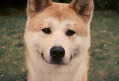 Настоящий Хатико: пёс, который ждал совего хозяина 9 лет и 9 месяцев |  Виражи истории | Дзен