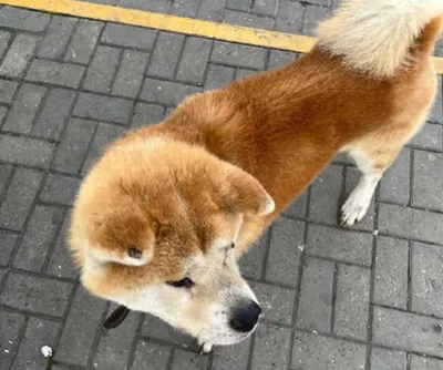 В Сети появились раритетные фото пса Хатико | Большая Азия