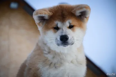 Элитный щенок Акита-Ину (известный по фильму Хатико) от... | Акита-ину,  Акита, Пушистые щенки