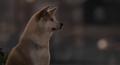 Хатико: Самый верный друг\"-фильм и реальные события. Невероятная история  пса, который ждал умершего хозяина до конца жизни. | Мир в кармане. | Дзен