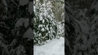 хэерле кич ##хэерле | TikTok