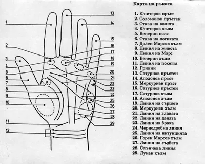 Линии детей на руках. Где можно найти детей на ладони. | Дневник Хироманта  | Дзен