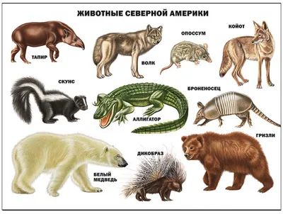 Плакат Животные Северной Америки А2 картон - Интернет-магазин Глобус