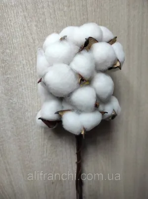 Узбекистан внедрит стандарт Better Cotton в производство хлопка – Новости  Узбекистана – Газета.uz