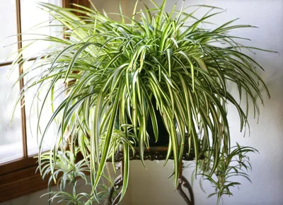 Фото красивого Хлорофитума: идеальное растение для дома