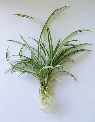 Фото Хлорофитума, которое заставит вас полюбить этот растение