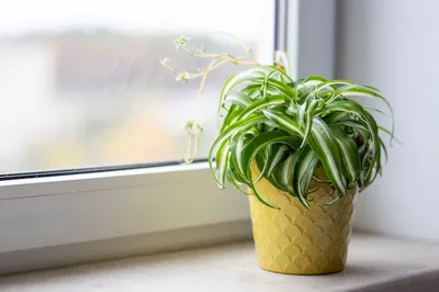 Фото Хлорофитума: прекрасное решение для создания зеленого уголка в вашем доме