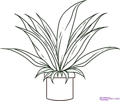 Хлорофитум – растение для дома и офиса: изображение