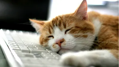 Сколько должна спать кошка в день? Норма сна для котов – советы зоомагазина  Бетховен