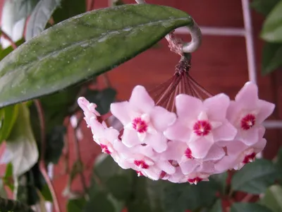 Картинка Хойи (воскового плюща): растение, которое привлекает счастье и успех