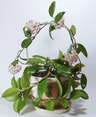 Фотография Хойи (воскового плюща): растение, которое украшает любое помещение