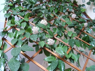 Картинка Хойи (воскового плюща): растение, которое поднимает настроение в хмурые дни