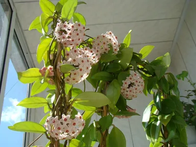 Изображение Хойи (воскового плюща) для любителей комнатных растений