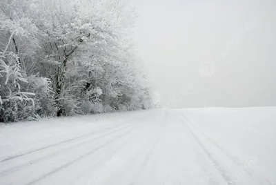 Лес. Зима. Холод. 19 фотография Stock | Adobe Stock