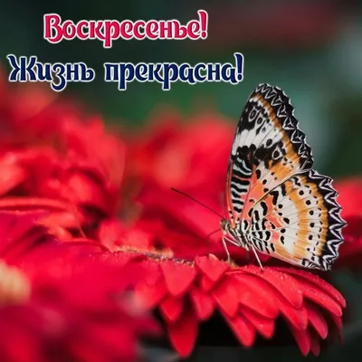 Удивительная картинка хорошего воскресенья - GreetCard.ru