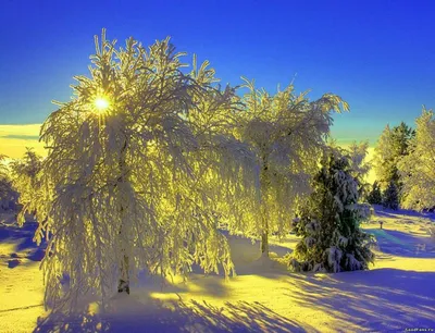 Яркого зимнего дня картинки (34 фото) » Красивые картинки, поздравления и  пожелания - Lubok.club