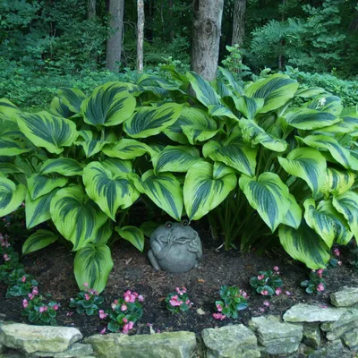 Хоста гибридная \"Ауреомаргината\" (Hosta hybridum \"Aureomarginata\") -  Питомник и Садовый центр Русские Деревья