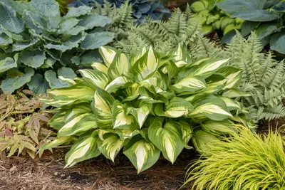 Shadowland® 'Miss America' - Hosta hybrid | Proven Winners