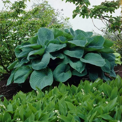 Hosta Roots - Giant Mix – Eden Brothers