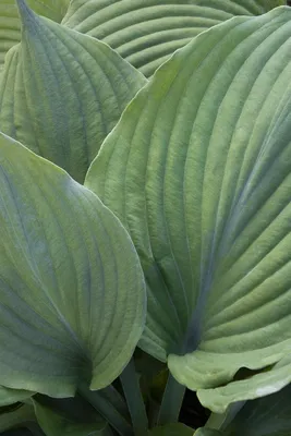 Blue Sliver Hosta - Shade Perennial Powder Blue Hosta Plant